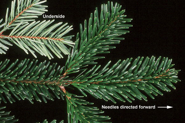 صنوبر قفقازی همیشه سبز